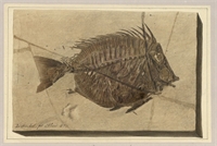 4c\441ee7-e0a4-456e-9355-434f85c495d5.jpg